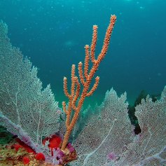 Sea rod with coral