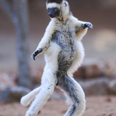 Funny dancing lemur 