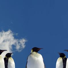 Penguins against the sky
