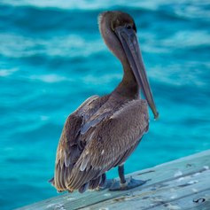 Pelican against the blue sea