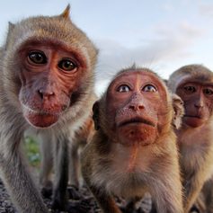 Monkeys posing for a photo 