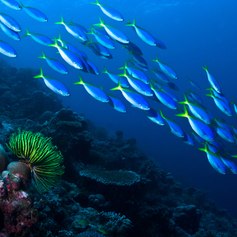 Horizontal photo group of fish swimming over a coral reef