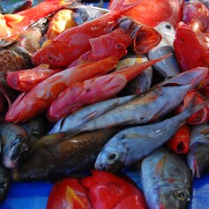 Fishes on the market