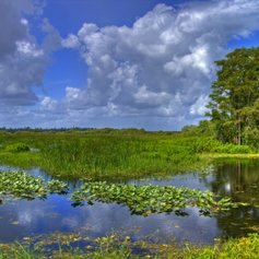 Experience the Drama of the Everglades on a Florida Yacht Charter
