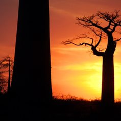 Baobab trees at the sunset