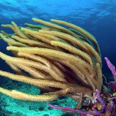Explore the Coral Reefs of the Bahamas