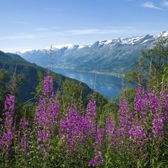 Beautiful purple flowers next to the Fjord