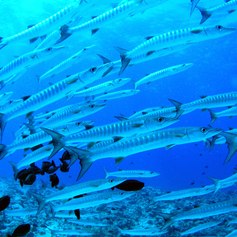 Many barracudas in the blue sea