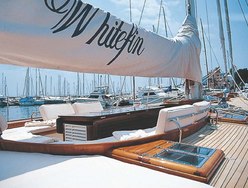Whitefin photo 2
