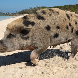 Pig Beach Photo 8