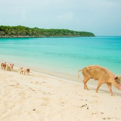 Pig Beach Photo 4