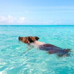 Pig Beach Photo 17
