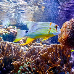 Oceanographic Museum of Monaco Photo 8