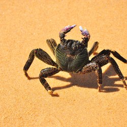 Fraser Island (K’Gari) Photo 9