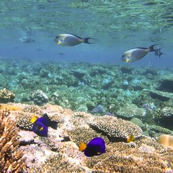 Giftun Islands Photo 2