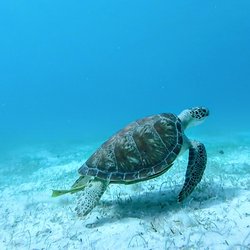 Waterlemon Cay Photo 3