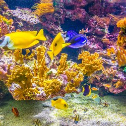Oceanographic Museum of Monaco Photo 19