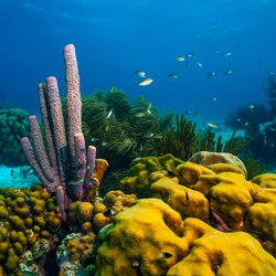 Waterlemon Cay Photo 6