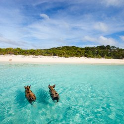 Pig Beach Photo 6