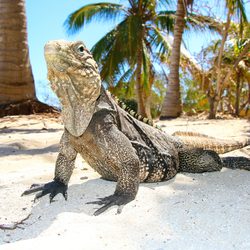 Iguana Beach Photo 2