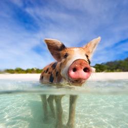Pig Beach Photo 7
