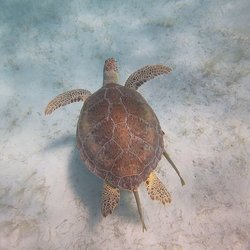 Waterlemon Cay Photo 20