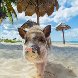 Pig Beach Photo 21