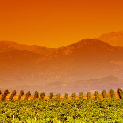 Corsican Vineyards Photo 8