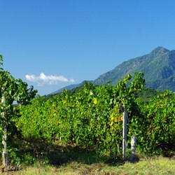 Corsican Vineyards Photo 12