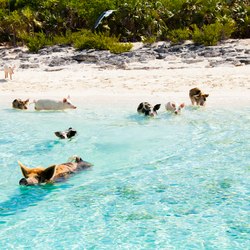 Pig Beach Photo 3