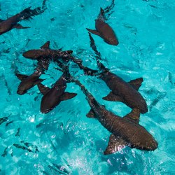 The nurse sharks of Compass Cay Photo 2