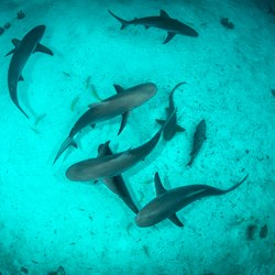 The Aquarium at O’Brien’s Cay Photo 6