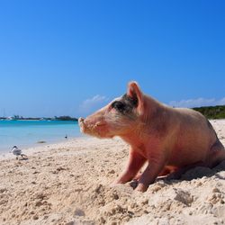 Pig Beach Photo 10