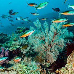 Rhone Marine Park Photo 4