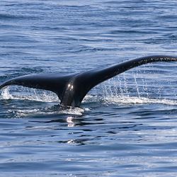 Whale watch at Gerlache Strait Photo 8