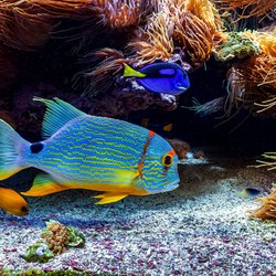 Oceanographic Museum of Monaco Photo 25