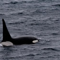 Whale watch at Gerlache Strait Photo 5