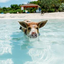 Pig Beach Photo 16