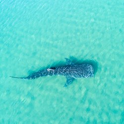 The whale shark pod of Thanda Island Photo 2