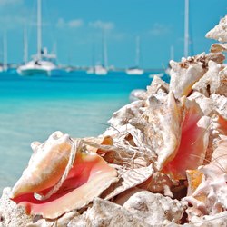 Big Farmer's Cay Sandbar Photo 6