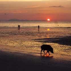 Pig Beach Photo 12
