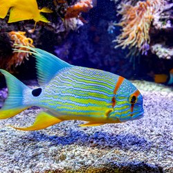 Oceanographic Museum of Monaco Photo 9