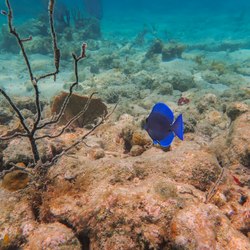 Waterlemon Cay Photo 12