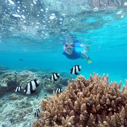 Private Reef Snorkeling Photo 10