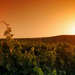Corsican Vineyards Photo 2