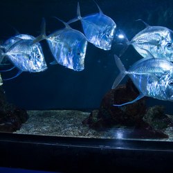 Oceanographic Museum of Monaco Photo 6