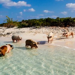 Pig Beach Photo 11