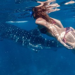 The whale shark pod of Thanda Island Photo 6