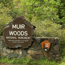 Muir Woods Photo 8