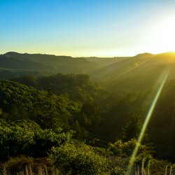 Muir Woods Photo 4